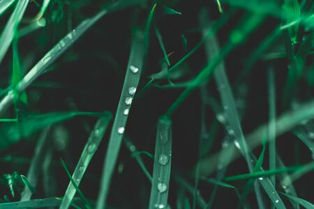 Nature background pattern concept. Rain water drops on green leaves. Creative layout of green leaves. Flat lay top view copy space.の写真素材