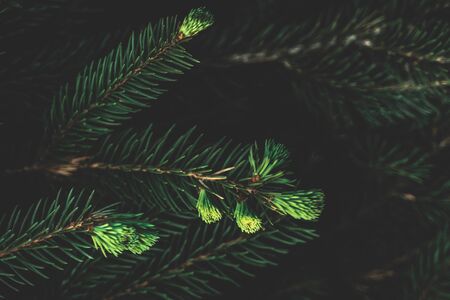 Creative layout of coniferous tree. Flat lay top view copy space. Nature background pattern concept....