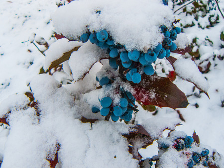 Blue berries. Magony in the snow. Nature. Background for the desktop wallpaper.の写真素材
