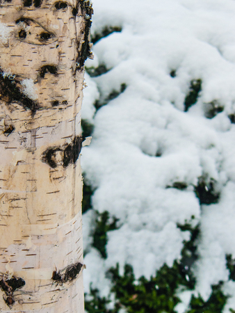Trunk of a white birch on a background of a snow-covered bush. Boxwood evergreen. Nature. Background for the desktop, wallpapers. Design for printing on paper.の写真素材