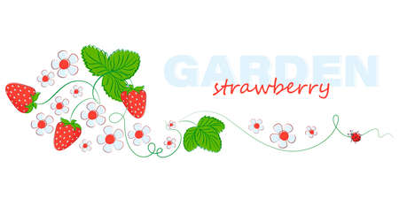 Garden strawberries. Sweet strawberries. Vector poster. Design for textiles, food, label, postcard.のイラスト素材