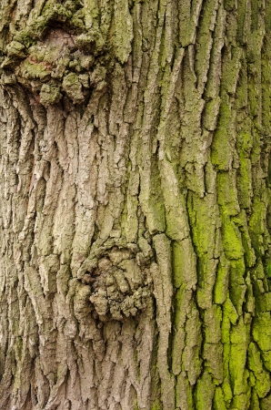 Texture of a tree bark with green mossの写真素材