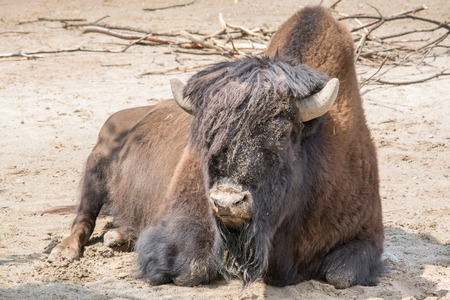 Bison priscus ranged across steppe environments from Western Europe, through Central Asia, and onto...