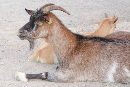 The domestic goat  Capra aegagrus hircus  is a subspecies of goat domesticated from the wild goat of southwest Asia and Eastern Europe の写真素材