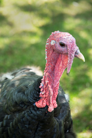 The turkey is a large bird in the Meleagris genus, which is native to the Americas 