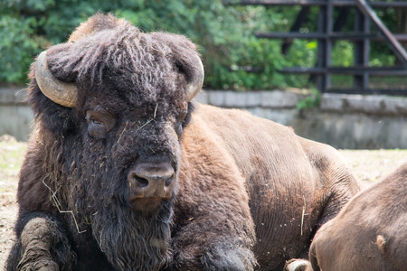 Bison priscus ranged across steppe environments from Western Europe, through Central Asia, and onto...