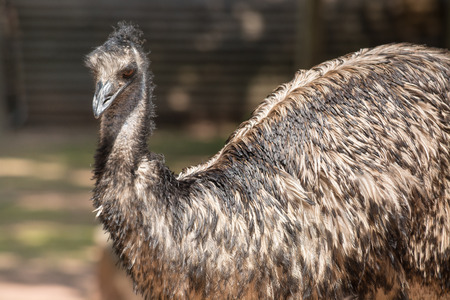 Emus are the second largest member of the ratite group of flightless birds