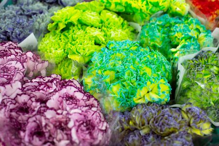Multi-colored carnation flower, dianthus, bright yellow, blue, purple. Wholesale floristic base, shop with flowers for Valentine's Day on February 14 or International Women's Day on March 8.の写真素材