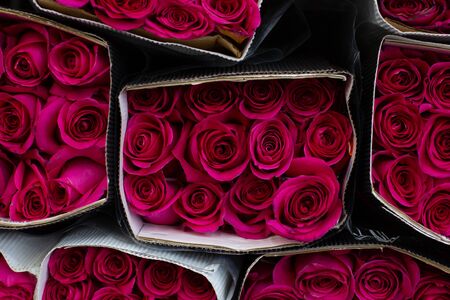 Roses pink, red. Wholesale floristic base, shop with flowers for Valentine's Day on February 14 or International Women's Day on March 8.の写真素材