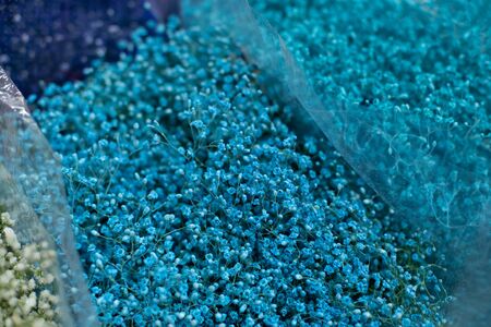 Multi-colored blue, white gypsophila. Wholesale floristic base, flower shop for Valentine's Day or International Women's Day on March 8.の写真素材