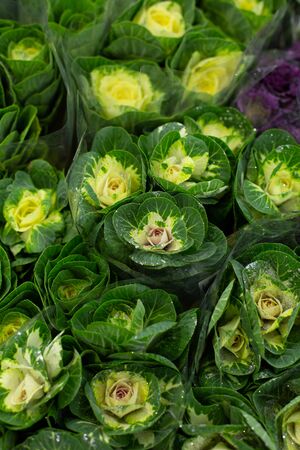 Green decorative cabbage brassica coblanc. Wholesale floristic base, shop with flowers for Valentine's Day on February 14 or International Women's Day on March 8.の写真素材