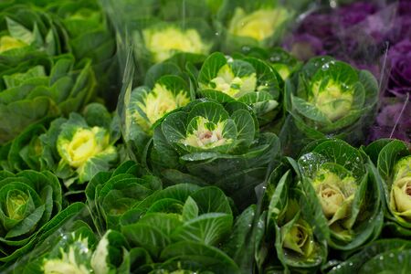 Green decorative cabbage brassica coblanc. Wholesale floristic base, shop with flowers for...