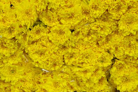 Yellow chrysanthemum, golden-daisy. Wholesale floristic base, shop with flowers for Valentine's Day on February 14 or International Women's Day on March 8.の写真素材