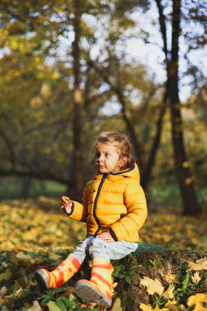 Little funny girl in stylish yellow warm jacket, jeans, orange rubber boots sits on old tree stump in autumn forest or park outdoors. Maple leaves foliage on ground.の写真素材