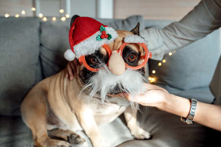 Dog, french bulldog in red christmas glasses with santa claus hat on couch. Funny pet, woman, owner. Happy family celebration and greetings. New year holiday in winter country house with parents.の写真素材