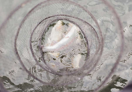 Winter, spring fishing on paid snow covered ice pond, lake in country club. Catching fish with...