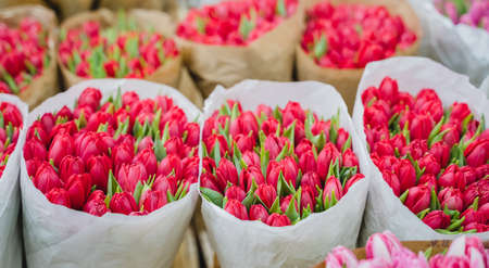 Wholesale floristic base, shop with flowers for Valentine's Day on February 14, International Women's Day on March 8. Natural fresh multi-colored tulips, roses red,pink,yellow,orange.Holiday shopping.の写真素材