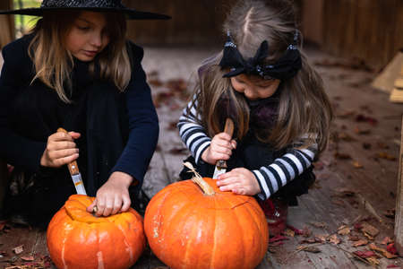 Little girls make jack-o-lantern from big pumpkins for celebratiion of halloween holiday.Witch costume, hat, coat. Cut with knife,take out pulp with seeds.Outdoors activity, backyard.Children's party.の写真素材