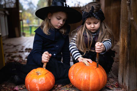 Little girls make jack-o-lantern from big pumpkins for celebratiion of halloween holiday.Witch costume, hat, coat. Cut with knife,take out pulp with seeds.Outdoors activity, backyard.Children's party.の写真素材