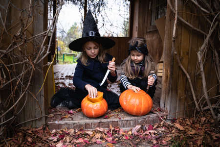 Little girls make jack-o-lantern from big pumpkins for celebratiion of halloween holiday.Witch costume, hat, coat. Cut with knife,take out pulp with seeds.Outdoors activity, backyard.Children's party.の写真素材