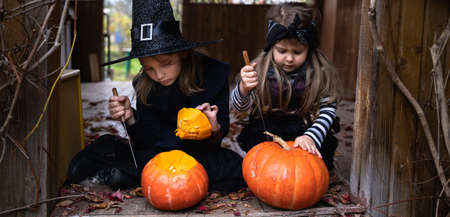 Little girls make jack-o-lantern from big pumpkins for celebratiion of halloween holiday.Witch costume, hat, coat. Cut with knife,take out pulp with seeds.Outdoors activity, backyard.Children's party.の写真素材