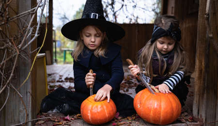 Little girls make jack-o-lantern from big pumpkins for celebratiion of halloween holiday.Witch costume, hat, coat. Cut with knife,take out pulp with seeds.Outdoors activity, backyard.Children's party.の写真素材