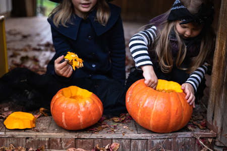 Little girls make jack-o-lantern from big pumpkins for celebratiion of halloween holiday.Witch costume, hat, coat. Cut with knife,take out pulp with seeds.Outdoors activity, backyard.Children's party.の写真素材