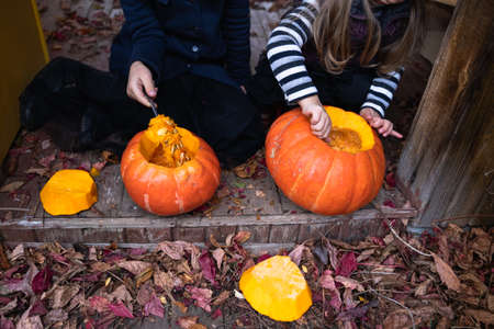 Little girls make jack-o-lantern from big pumpkins for celebratiion of halloween holiday.Witch costume, hat, coat. Cut with knife,take out pulp with seeds.Outdoors activity, backyard.Children's party.の写真素材