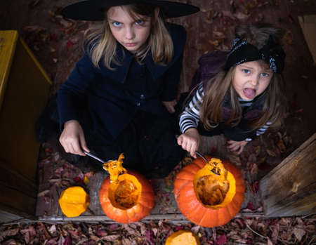 Little girls make jack-o-lantern from big pumpkins for celebratiion of halloween holiday.Witch costume, hat, coat. Cut with knife,take out pulp with seeds.Outdoors activity, backyard.Children's party.の写真素材