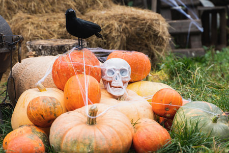 Bunch of orange pumpkins for halloween, big white skull, black raven, wizard hat, jack-o-lantern with scary carved eyes,mouth.Hay,haystack in barn.Street decoration,entertainment for children, horror.の写真素材