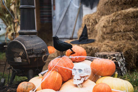 Bunch of orange pumpkins for halloween, big white skull, black raven, wizard hat, jack-o-lantern with scary carved eyes,mouth.Hay,haystack in barn.Street decoration,entertainment for children, horror.の写真素材