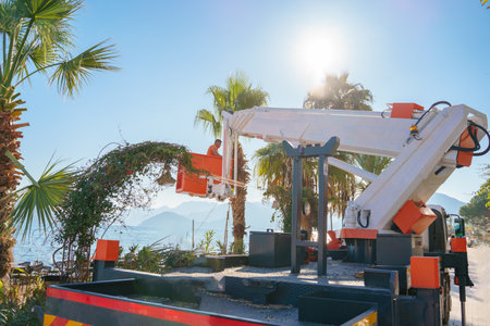 Cutting trimming high tall palm trees.Pruning palm long old dry leaves.Man city municipal service worker cut foliage with chainsaws standing in crane cradle at height.Landscape coast works,sea resort.の写真素材