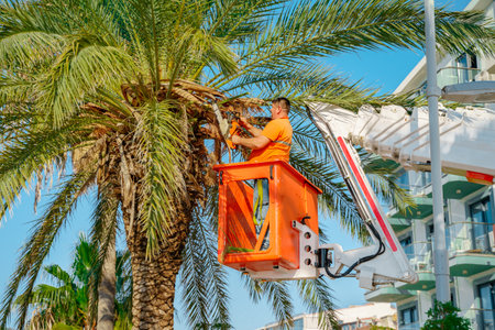 Cutting trimming high tall palm trees.Pruning palm long old dry leaves.Man city municipal service worker cut foliage with chainsaws standing in crane cradle at height.Landscape coast works,sea resort.のeditorial素材