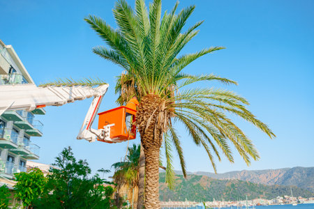Cutting trimming high tall palm trees.Pruning palm long old dry leaves.Man city municipal service worker cut foliage with chainsaws standing in crane cradle at height.Landscape coast works,sea resort.の写真素材
