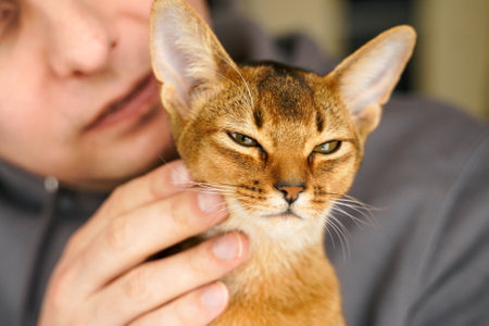 Small kitten cat of the Abyssinian breed sitting on owner hands. Funny fur fluffy kitty at home. Cute pretty brown red pet pussycat with big ears.の写真素材
