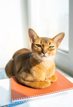 Smart cat lying on notebooks. Red kitten of Abyssinian breed sitting on windowsill near window. Learning funny fur fluffy clever kitty, home study. Cute pretty brown red pet pussycat with big ears.の写真素材