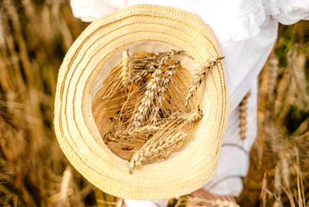 Happy girl in white dress with straw hat full of ears of wheat, rye, barley walking in yellow, orange field. Summer's yellow sun, nature freedom outdoors. Autumn harvest time rural scene. Own land.の写真素材