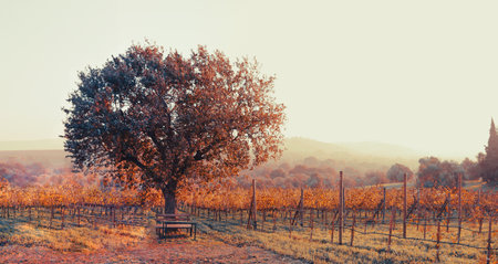 Big tree, bench in vineyard at sunset. Wine production landscape. Grapes in nature. Countryside beauty. Rows of wine, agriculture. Farm in evening glow. Rural horizon. Serene scene. Tranquil hill view.の写真素材