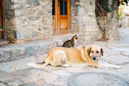 Homeless animals seek shelter. Surviving dogs, cats wander street of village,old town. Stray,...