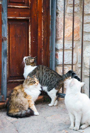 Homeless animals seek shelter. Surviving cats wander street of village,old town. Stray, abandoned creatures. Sad, lonely,helpless pets cat need rescue care. Desperate hope for finding home.の写真素材