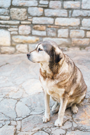 Homeless animals seek shelter. Surviving dog wander street of village,old town. Stray, abandoned creatures. Sad, lonely,helpless pets dog need rescue care. Desperate hope for finding home.の写真素材