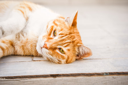 Big red tabby homeless surviving cat. Beautiful animal seek shelter. Stray, abandoned creature on street of village. Sad, lonely, helpless pet cat needs rescue care. Desperate hope for finding home.の写真素材