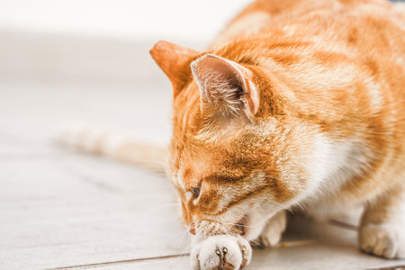 Big red tabby homeless surviving cat. Beautiful animal seek shelter. Stray, abandoned creature on street of village. Sad, lonely, helpless pet cat needs rescue care. Desperate hope for finding home.の写真素材