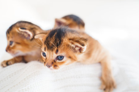 Small little newborn kitty, wild-colored kittens of Abyssinian cat breed lie, sleep sweetly on soft white blanket in bed. Funny fur fluffy kitty at home. Cute pretty brown red pet pussycat, blue eyes.の写真素材