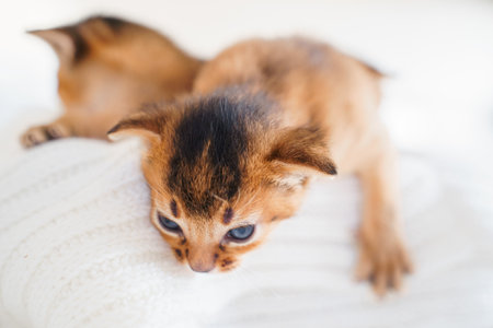 Small little newborn kitty, wild-colored kittens of Abyssinian cat breed lie, sleep sweetly on soft white blanket in bed. Funny fur fluffy kitty at home. Cute pretty brown red pet pussycat, blue eyes.の写真素材