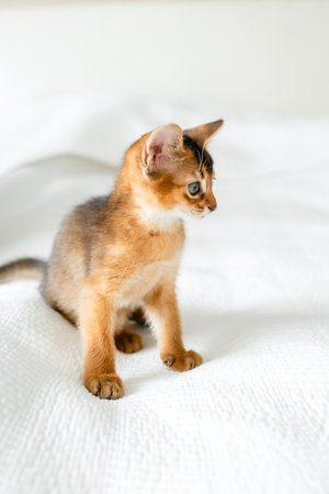 Small little newborn kitty, wild-colored kittens of Abyssinian cat breed lie, sleep sweetly on soft white blanket in bed. Funny fur fluffy kitty at home. Cute pretty brown red pet pussycat, blue eyes.の写真素材
