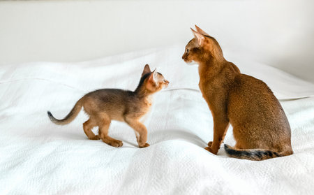 Mom adult cat, small little newborn kitty. Wild-colored kitten of Abyssinian cat breed on soft white blanket playing in bed. Funny fur fluffy family at home. Cute pretty brown red pet pussycat.の写真素材
