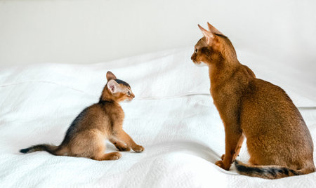 Mom adult cat, small little newborn kitty. Wild-colored kitten of Abyssinian cat breed on soft white blanket playing in bed. Funny fur fluffy family at home. Cute pretty brown red pet pussycat.の写真素材