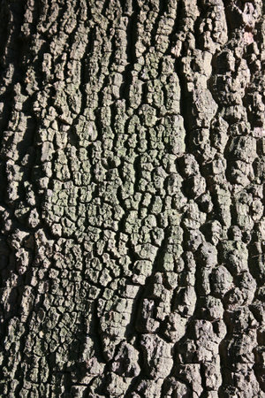 Bark