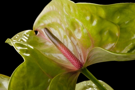 Flowersの写真素材